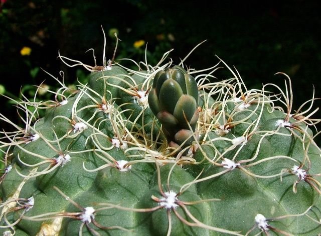 Gymnocalycium_ baldianum_ 02